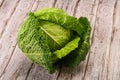 Organic Savoy Cabbage for cooking