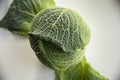 Organic Savoy Cabbage dietary for cooking