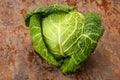 Organic Savoy Cabbage for cooking