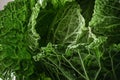 Organic savoy cabbage green leaves. Macro shot. Green nature abstract texture. healthy vegan food