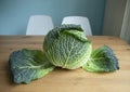 Organic Savoy Cabbage on a wooden kitchen table