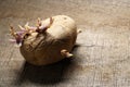 Sprouting potato, Solanum tuberosum on wooden background Royalty Free Stock Photo