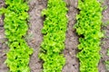 Organic seedling or sapling lettuces in the field, lettuce cultivation, green leaves, close-up selective focus Royalty Free Stock Photo