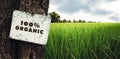 Organic sign on the tree with paddy field Royalty Free Stock Photo