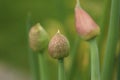 Organic slightly pink chive seed pod Royalty Free Stock Photo