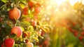 Organic Soil Amendments for Fruit Orchards