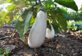 In the soil, white eggplant grows Royalty Free Stock Photo