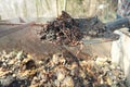 Organic soil, humus, compost and earthworms on shovel over compost heap. Vermicomposting, vermiculture, homemade worm composting.