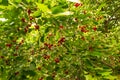 Organic sour cherries hanging in the tree. Prunus cerasus tree with red rippen fruits.