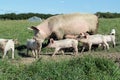 Organic sow and piglets Royalty Free Stock Photo