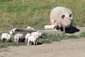 Organic sow with piglets Royalty Free Stock Photo