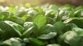 Organic spinach freshly picked and bunched. Royalty Free Stock Photo