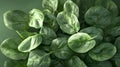Organic spinach freshly picked and bunched. Royalty Free Stock Photo