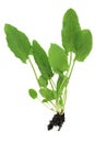Organic Spinach Plant With Root Ball