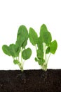 Organic Spinach Vegetable Plants Growing in Soil