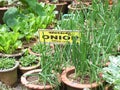 Bangalore, Karnataka, India - August 11, 2008 Organic Spring onions cultivation at Lalbagh Botanical Garden