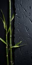 Organic Still-life: Black Concrete Wall With Bamboo Sticks