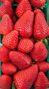 Organic Strawberries Royalty Free Stock Photo