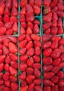 Organic Strawberries Royalty Free Stock Photo