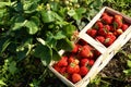 Organic strawberries on field Royalty Free Stock Photo