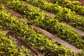 Organic strawberries field in farm Russia. Bushes in the spring, paths made of wood Royalty Free Stock Photo