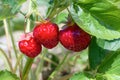 Organic strawberries field natural fruits berries growing Royalty Free Stock Photo