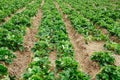 Organic strawberries field. Royalty Free Stock Photo