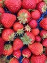 Organic strawberries freshly picked Royalty Free Stock Photo