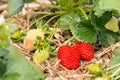 Organic strawberries growing on straw in garden