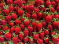 Organic strawberries lined up on the counter at a traditional Turkish market
