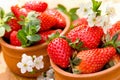 Organic strawberries - seasonal fruit