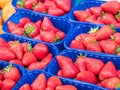 Fresh Organic Strawberries Shop market