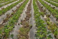 Organic Strawberry in California Field