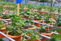 Organic strawberry cultivation farm