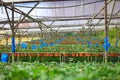 Organic strawberry cultivation farm