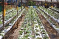 Organic strawberry cultivation farm