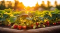 Organic strawberry farming in sunlit greenhouses, showcasing bountiful, fresh produce