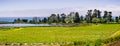 Organic strawberry field on the Pacific Ocean coast, near Santa Cruz, California