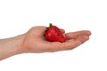 Organic strawberry in male hand isolated on white