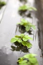 Organic Strawberry Seedlings