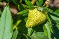 Organic strawberry unripe