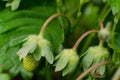 Organic strawberry unripe