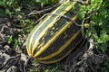 Organic striped green and yellow vegetable marrow or zucchini courgette growing in the unprocessed land of personal farm Royalty Free Stock Photo