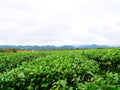 Tea farm landscape.,nature plant in Asian countryside Royalty Free Stock Photo