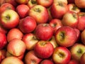Organic Sundowner Apples Royalty Free Stock Photo