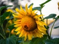 Organic sunflower grows in a garden. Summer season time. Popular flower with vivid color