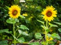 Organic sunflower grows in a garden. Summer season time. Popular flower with vivid color