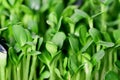 Organic sunflower microgreen sprouts closeup. Selective focus