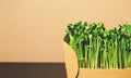 Organic sunflower microgreen sprouts closeup. Selective focus