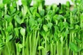 Organic sunflower microgreen sprouts closeup. Selective focus